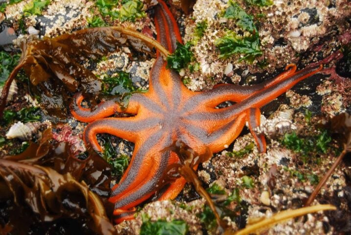 A bright orange starfish with eight arms is partially covered by seaweed and surrounded by rocky, algae-covered surfaces, guiding travelers through its vibrant underwater world.