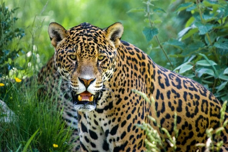 A close up of a jaguar.
