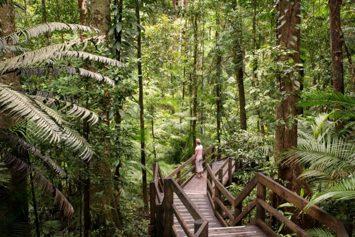 A person stands on a wooden path surrounded by lush, dense Australian forest vegetation. The area is filled with tall trees, various green plants, and ferns.
