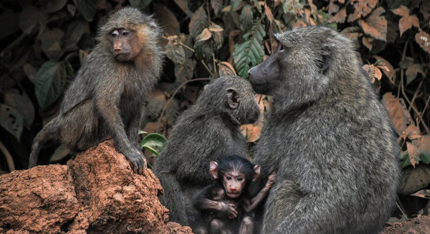 A group of four baboons sits together on the ground with foliage in the background, like travelers taking a moment to rest. A baby baboon is nestled between two adults.