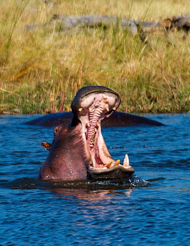 A hippo partially submerged in water with its mouth wide open, displaying its large teeth and tongue amid the stunning landscape of Botswana, with grassy land visible in the background.