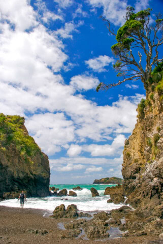 A person stands on a rocky shoreline in New Zealand with cliffs on both sides and a tree on the right, looking towards the ocean under a partly cloudy blue sky.