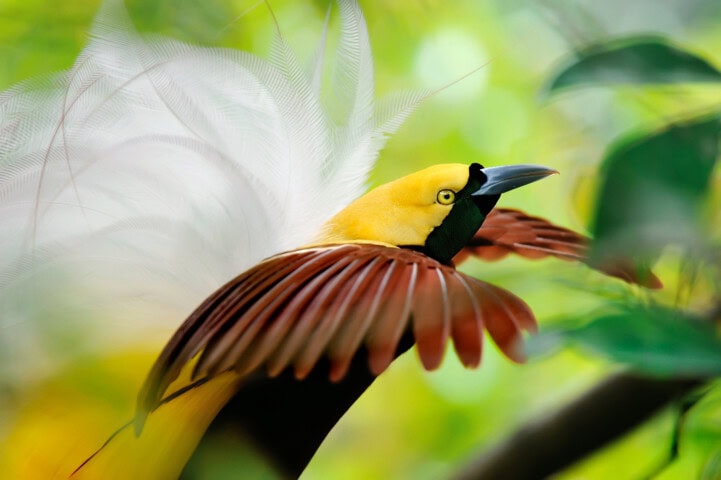 A vibrant bird with a yellow head and brown feathers, partially hidden among the lush green foliage of Papua New Guinea, displaying its white plumes.