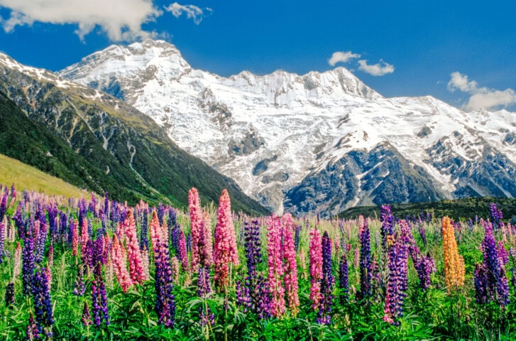 A field of colorful lupine flowers blooms with snow-capped mountains in the background under a clear blue sky, capturing the serene beauty of New Zealand.