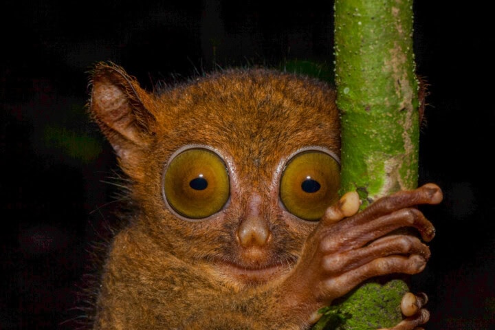 A tarsier with large eyes clings to a green tree branch in Malaysia, staring directly at the camera.
