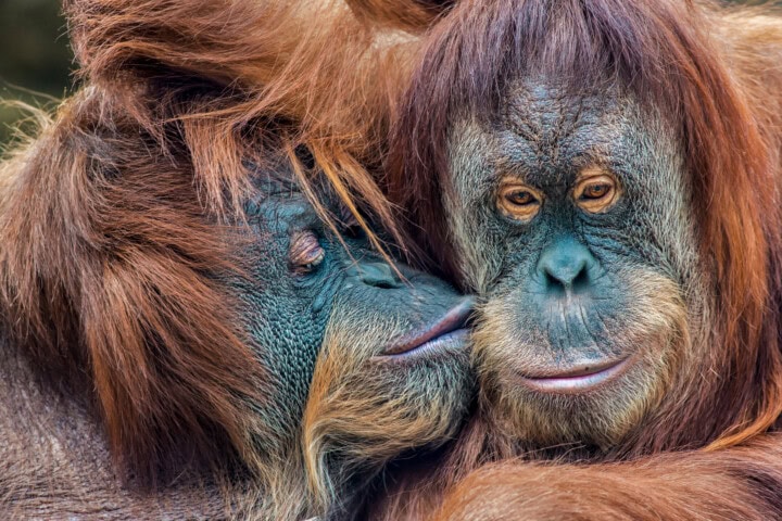 Two orangutans with long, reddish-brown hair snuggling closely, creating a heartwarming scene as one appears to be licking the other affectionately in Malaysia's lush jungles.