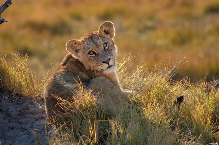 A young lion rests in tall grass, looking directly at the camera with a calm expression. The backdrop, blurred into a natural landscape, hints at an untamed setting perfect for an adventure hike guided by nature's own guardian.