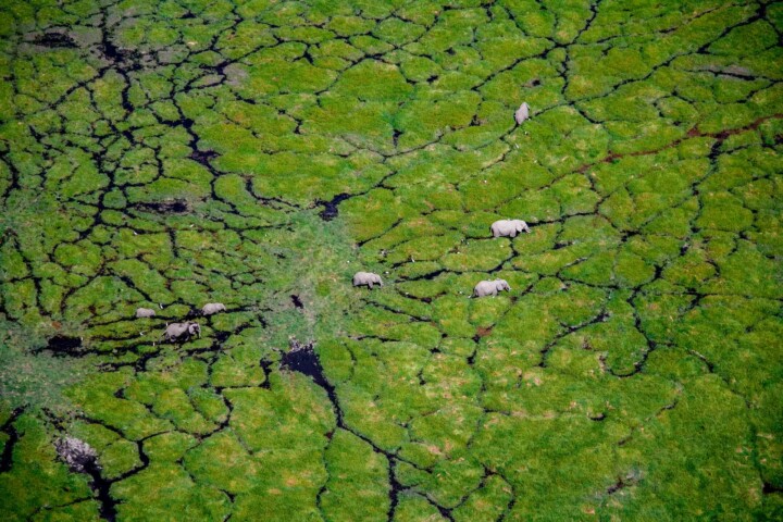 A group of animals in a swamp embarks on an unexpected adventure.