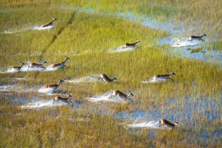 A group of antelopes running through a grassy wetland, splashing water as they move, could easily capture the awe of any traveler guided to this serene landscape.