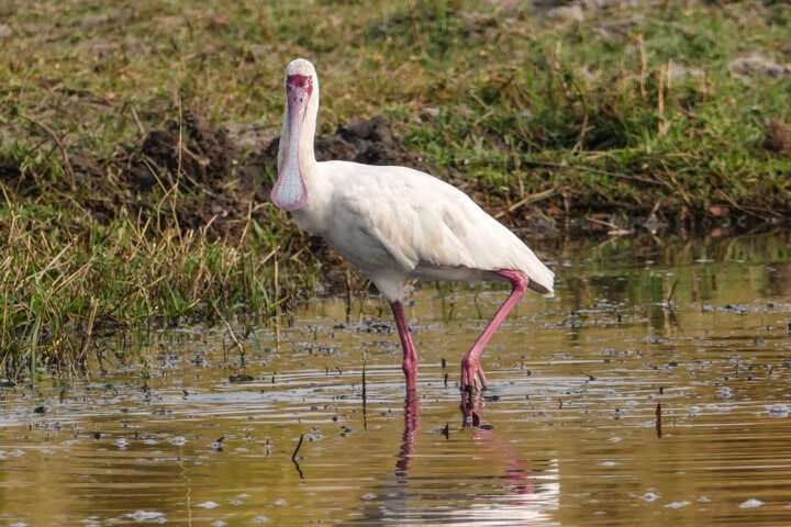 A white bird with a long, flat bill and pink legs stands in shallow water, illustrating the Best of Botswana with grass and muddy ground in the background.