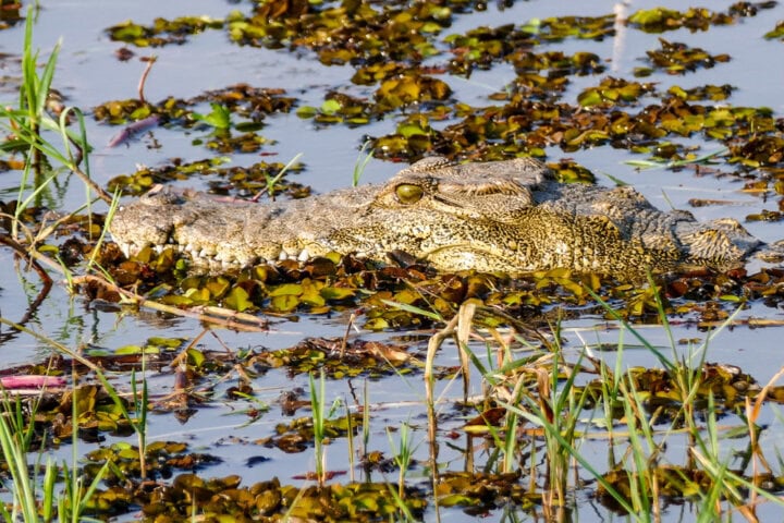 A crocodile, camouflaged in the water with aquatic plants and grass around it, exemplifies the wild allure highlighted in any Botswana travel blog.