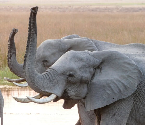Two elephants, symbolizing the Best of Botswana, stand close together near water with their trunks raised.