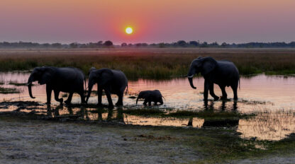 Four elephants, including a calf, walk through shallow water at sunset in a grassy Botswana landscape.