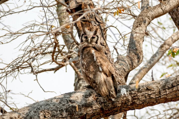 Owl perched on a tree branch, blending with the bark, in a dry, leafless tree, showcasing the Best of Botswana's natural beauty.