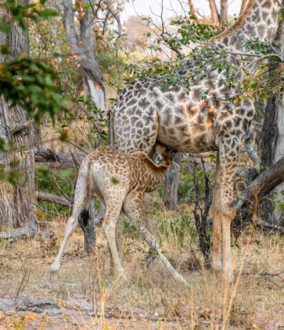 A young giraffe nurses from its mother in a woodland area with dry grass and trees in the background, showcasing the Best of Botswana's majestic wildlife.