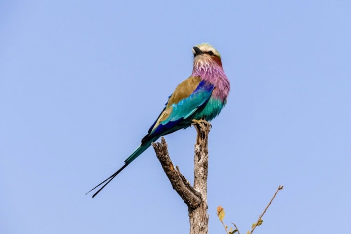A bird with vibrant blue, purple, and brown feathers sits perched on a dead tree branch against a clear blue sky—truly the best of Botswana's natural beauty.