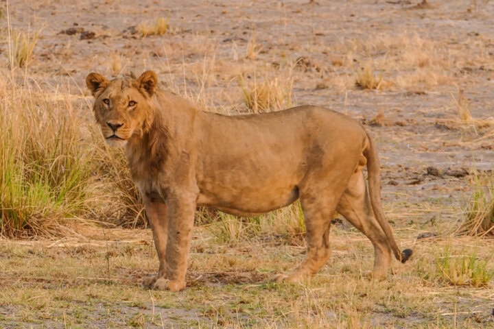 Lion standing on dry grassland with sparse vegetation in the background, a perfect scene for a Botswana tourism blog.