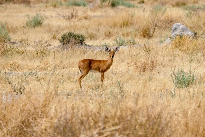 A deer stands alone in a dry, grassy field with sparse vegetation and rocks in the background, capturing the serene beauty that ranks among the best of Botswana's landscapes.