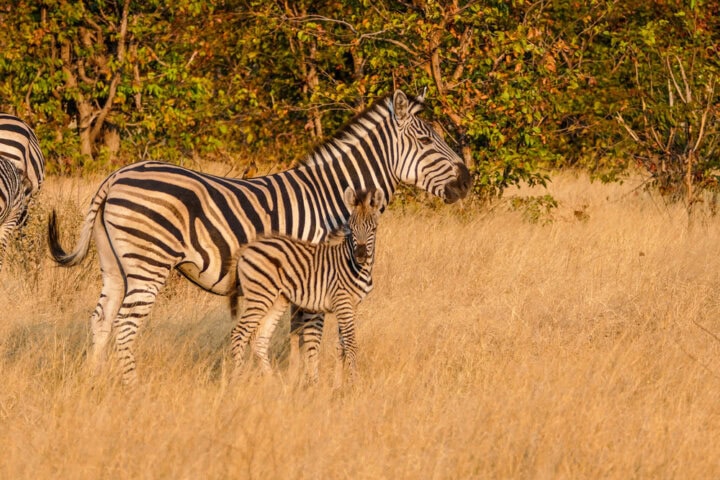 A zebra and its foal stand in tall, dry grass with trees in the background, showcasing the natural beauty that makes Botswana a wildlife haven.