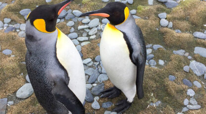 Two King penguins with yellow and black heads, white bellies, and orange beaks stand on a rocky, grassy terrain facing each other, embarking on their journey across the Seventh Continent.