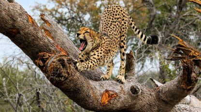 A cheetah is seen standing on a large tree branch in a savannah setting during a Zimbabwe Safari, with its mouth open as if roaring or yawning. Trees and dry vegetation are visible in the background, reminiscent of Hwange National Park.