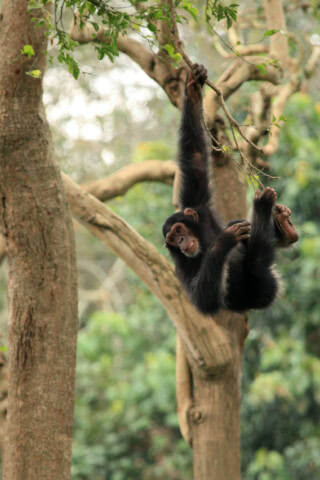 A chimpanzee hangs from a tree branch outdoors, with lush green foliage in the background, as if inviting you to join it on an adventure.