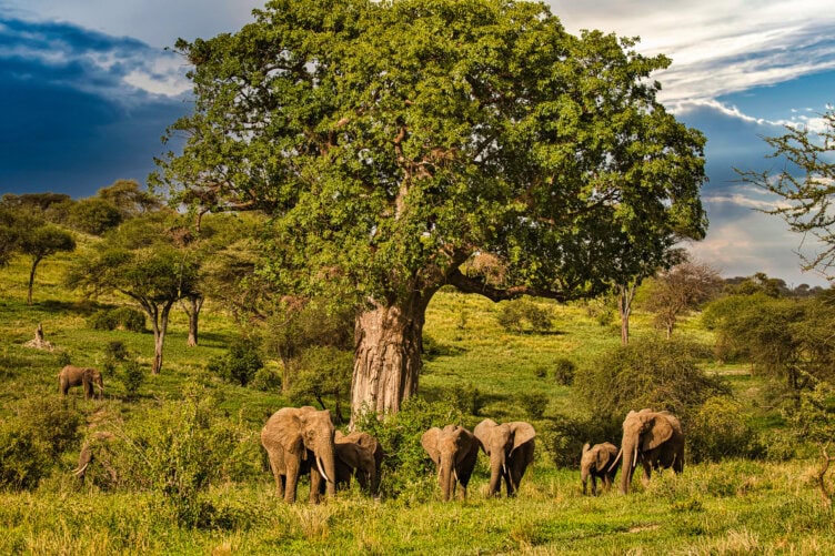 A group of elephants graze near a large baobab tree in a lush, green landscape under a partly cloudy sky—an iconic scene you’ll find on safari in Tanzania’s best parks.