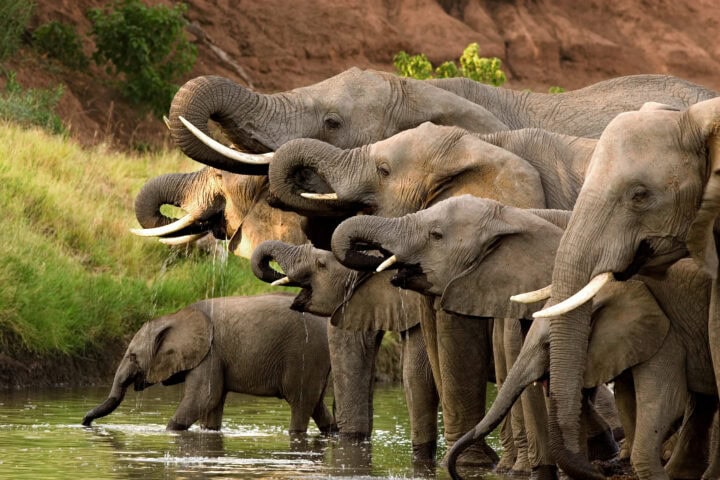 A herd of elephants, including calves, drinks water from a river. The scene is set against a backdrop of grassy terrain and a brown, rocky embankment.