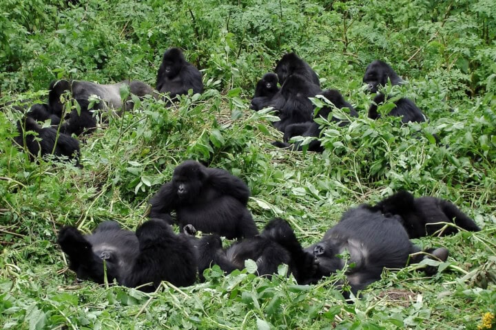 A group of gorillas is lying and sitting among dense green foliage in an outdoor setting, as if paused during a hike through the lush jungle guided by nature itself.
