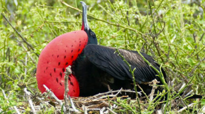 A male frigatebird with a vibrant red throat pouch is sitting in a nest surrounded by the lush green vegetation of the Galápagos, showcasing one of nature's wonders in its rich wildlife.
