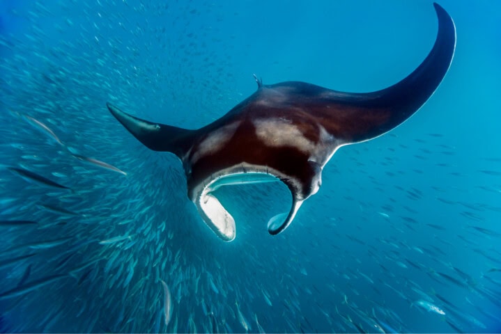 A manta ray glides gracefully through a school of fish in the clear blue waters, making Palau a must-visit travel destination.