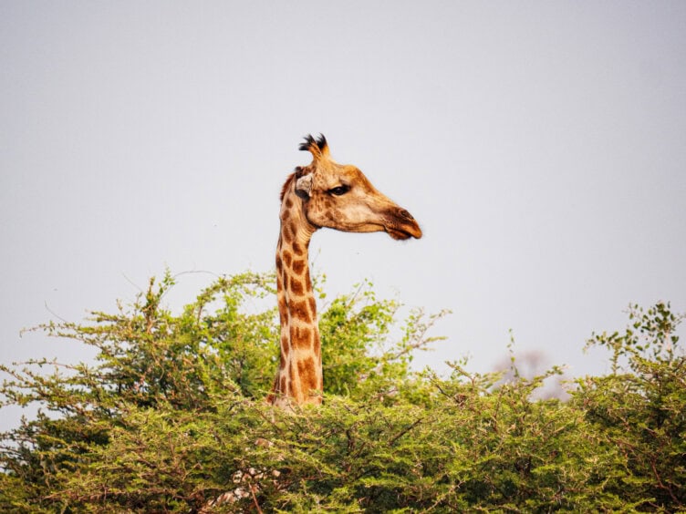 A giraffe stands with its neck and head above green bushes against a clear sky, showcasing the beauty of Tanzania’s best parks on safari.
