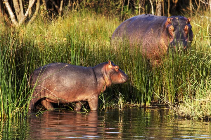 Two hippos, like seasoned travelers on a tranquil trip, stand in a grassy area partially submerged in water. One hippo is closer to the water while the other stands further back among taller grass.