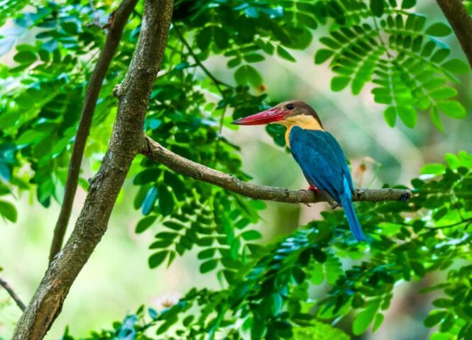 A kingfisher with a red beak and blue feathers perches on a branch surrounded by green leaves, as if ready to guide you on a nature tour.