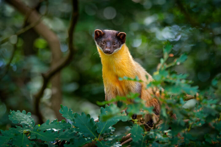 A yellow-throated marten stands on a tree branch, surrounded by green foliage. It looks directly at the camera with a curious expression, as if contemplating a hike through its forest home.