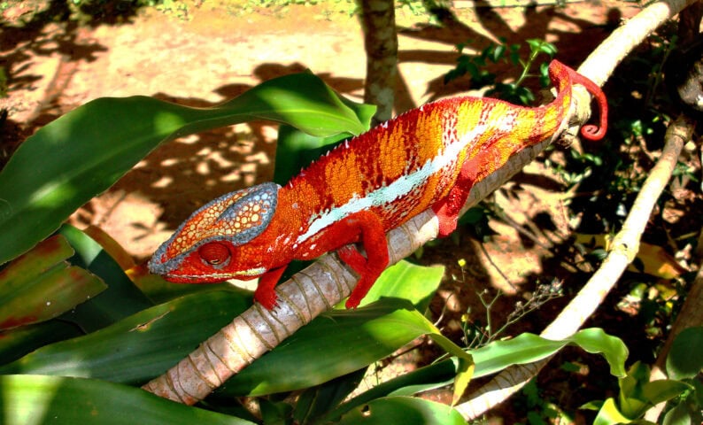A colorful chameleon with red, orange, and blue patterns clings to a branch amid green leaves in a sunlit outdoor setting, as if guarding the secrets of the mythical Eighth Continent.