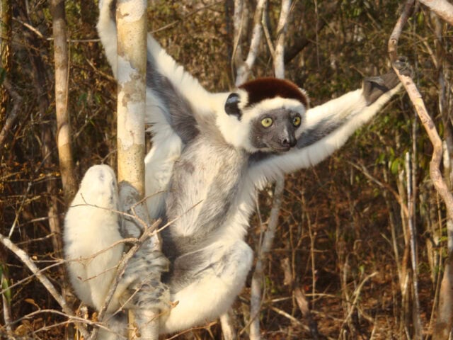 A sifaka lemur clings to a tree trunk with its arms stretched, surrounded by the dry forest vegetation of The Eighth Continent.