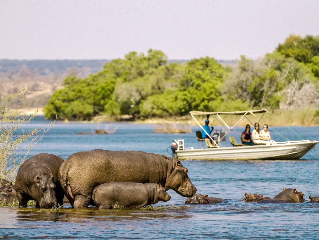 A group of hippos stands and swims in a river while four people observe from a small boat in the background, capturing the spirit of adventure on their trip.