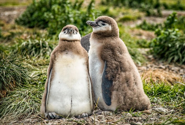 Two fluffy penguin chicks stand side by side on a grassy and rocky Chilean landscape, with green plants in the background.