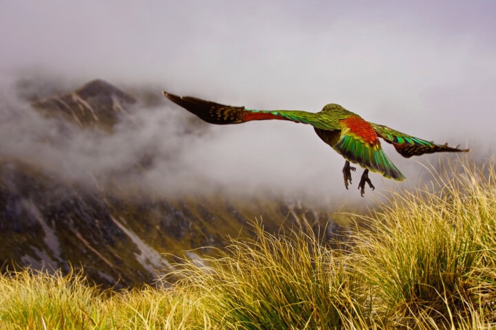 A bird with green and red plumage is captured mid-flight over a grassy hilltop in New Zealand, with mist-covered mountains in the background.