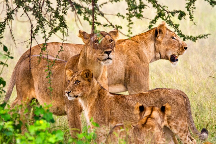 Four lions stand together under a tree in grassy terrain, with two facing forward and two looking to the side—a classic scene from a Tanzania safari in one of the world’s best parks.