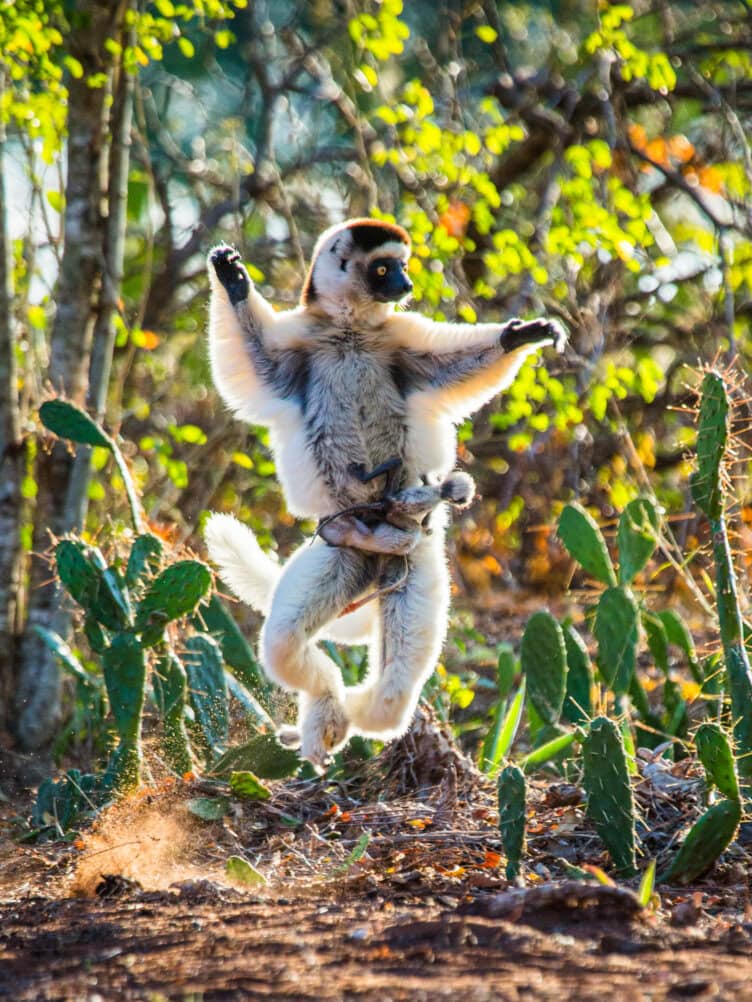 A sifaka lemur leaps upright through a patch of cacti, with a baby clinging to its belly, in a sunlit forest setting found in one of the best parks Madagascar has to offer.