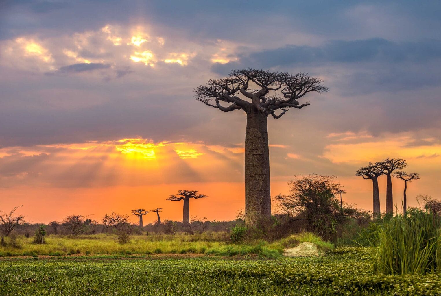 Sunset over Alley of the baobabs, Madagascar.