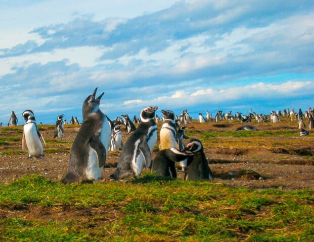 A large group of penguins stands and interacts on a grassy field in Argentina under a partly cloudy sky.