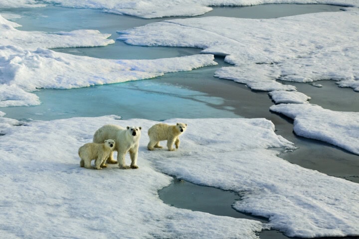 Three polar bears stand on a large ice floe surrounded by patches of open water and other ice formations. This majestic scene encapsulates the wild beauty that makes Norway a premier destination for travel and tourism.