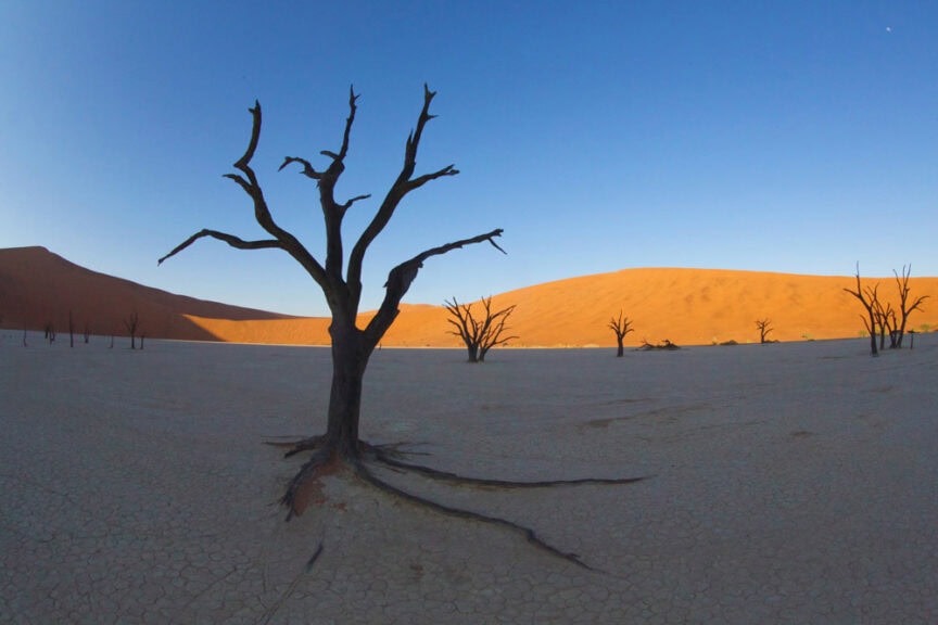 A barren landscape with a dry, leafless tree in the foreground. Other lifeless trees and a large sand dune in Namibia's wondrous desert are in the background under a clear blue sky.