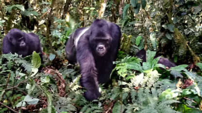 A group of gorillas walks through a dense, green forest. The male silverback leads, surrounded by thick foliage and various plants. It's a true brush with the wild as they navigate their lush habitat together.
