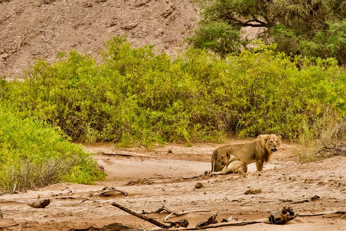 Namibia green season desert lion