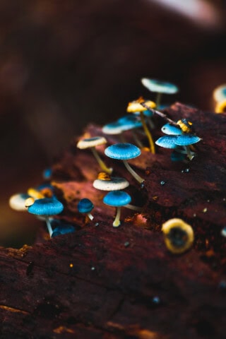Close-up of several small, blue-tinted mushrooms with thin stems growing on a piece of decaying wood. The background is dark and blurry, highlighting the mushrooms—a hidden gem awaiting discovery by travel enthusiasts in Tasmania's rich tourism landscape.