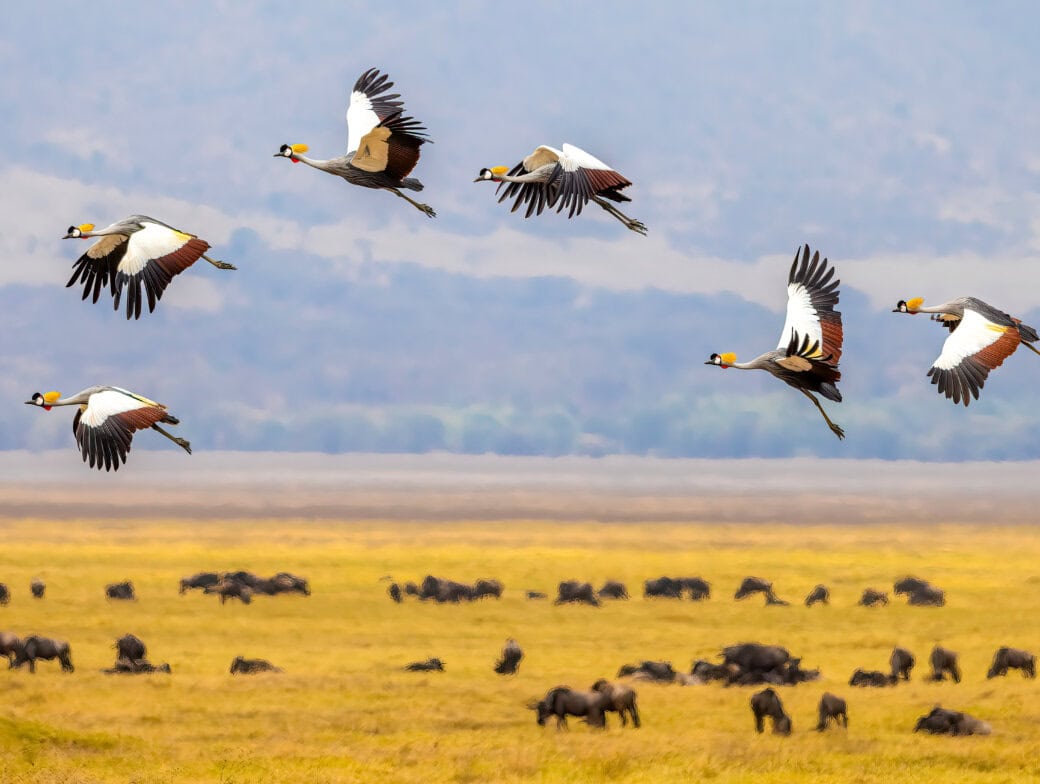 Six grey crowned cranes soar above a grassy savanna, where herds of wildebeest graze below—a breathtaking scene that invites adventure across the hazy blue landscape.